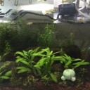 ３０ｃｍ水槽の掃除