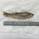 ビオトープにヒメダカ１０匹追加