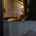 飼い主へ