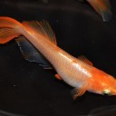 高級メダカ