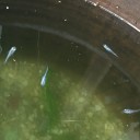 ラメ入りメダカ
