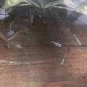ラメ入りメダカ