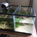 高級メダカ用水槽