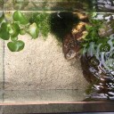 高級メダカ用水槽