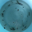 メダカの替わりに川エビを捕獲