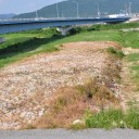 百閒川のいろどり54ー荒手｢越流堤」6(完)