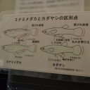 メダカと思ったらカダヤシでした