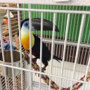 高価ななペット