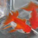 きんぎょの紹介