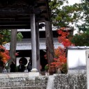 古寺素描8ー紅しぐれ1ー宝福寺1