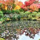 古寺素描10－紅しぐれ4－井山宝福禅寺4
