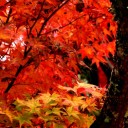 古寺素描12-紅しぐれ6-井山宝福禅寺6