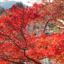 紅葉狩り　近場で！