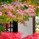古寺素描14-紅しぐれ8－井山宝福禅寺８