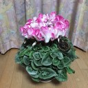 ガナッシュカッター
