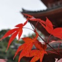 古寺素描16－紅しぐれ10－井山宝福禅寺10