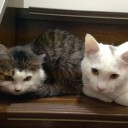 こねこが　きたよ