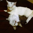 こねこが　きたよ