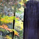 古寺素描１７-紅しぐれ11-井山宝福禅寺11