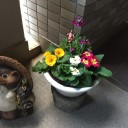 玄関の植木鉢を入れ替え
