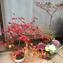 今年最後の日曜日