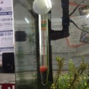 寒いと水槽の水が早く蒸発