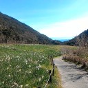 淡路島 第一目標地点「立川水仙郷」
