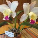 今日は　節分です！