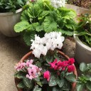ガーデンシクラメン、プリムラ、桜草、パンジーが満開