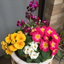 ガーデンシクラメン、プリムラ、桜草、パンジーが満開