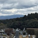コケリウム用に苔を購入