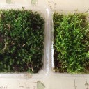 コケリウム用に苔を購入