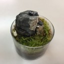 コケリウム