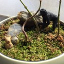 コケリウムとフィギアの動物