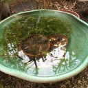 春の訪れが待ち遠しい