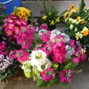 春の花が満開