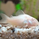 白コリドラスとアカコリドラス