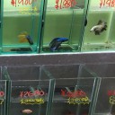 熱帯魚の「ベタ」を購入