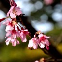 季のしずくー春編２