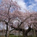 しだれ桜