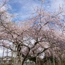 しだれ桜