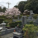 天野山でお花見とお墓参り