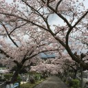 天野山でお花見とお墓参り