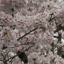 天野山でお花見とお墓参り