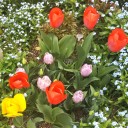 庭の花たち