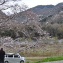 季のしずくー春編５・さくら
