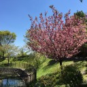京都長岡京まで筍を買いに行く