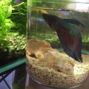 熱帯魚「ベタ」
