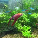 熱帯魚「ベタ」