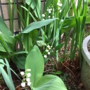 春の花が満開
